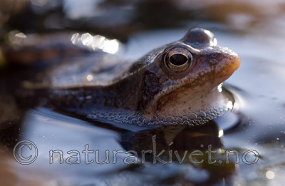 BB 07 0023 / Rana arvalis / Spissnutefrosk